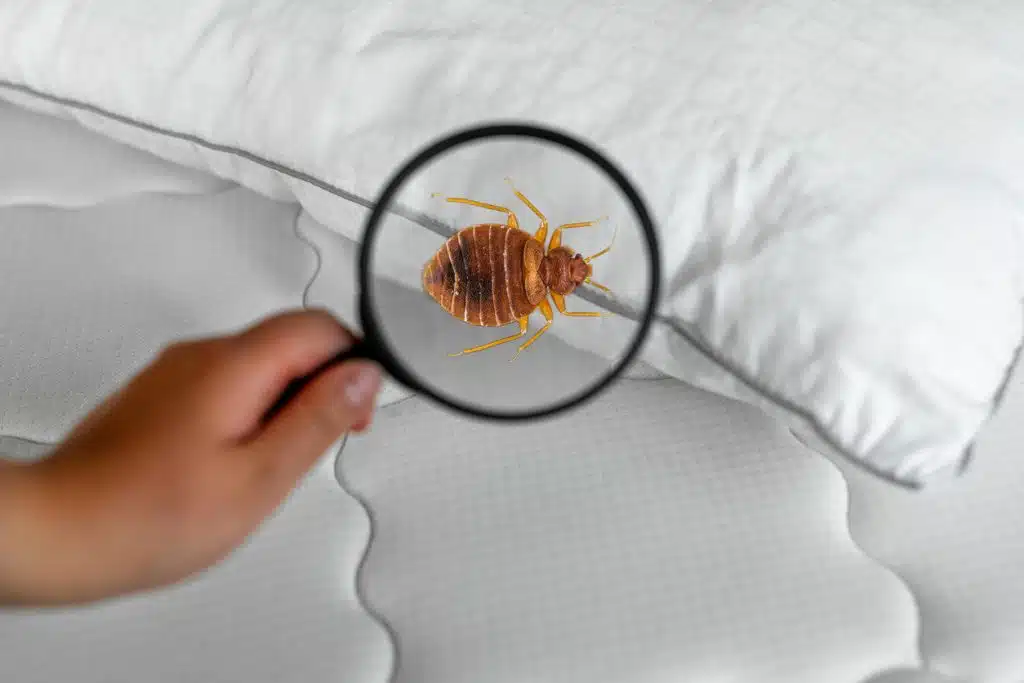 Bed Bug Control 1