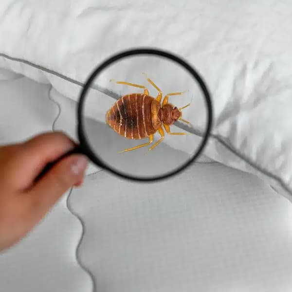 Ardmore OK Pest Control Service Service Block Bed Bug Control