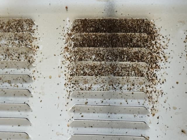 Norman OK Pest Control Service