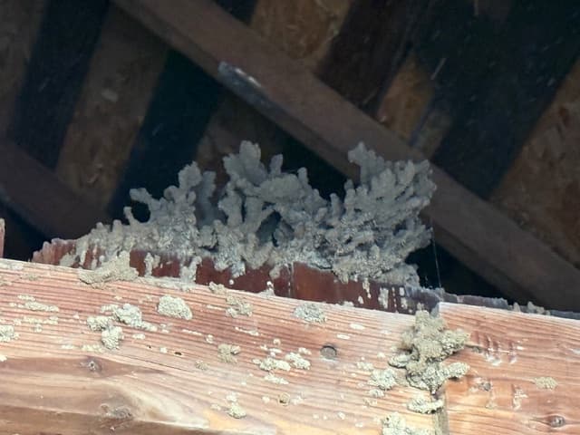 Pest Control Service Ardmore Ok 03 24 2026 010