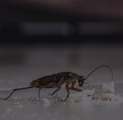 Pest Control Services Mid Block Roaches