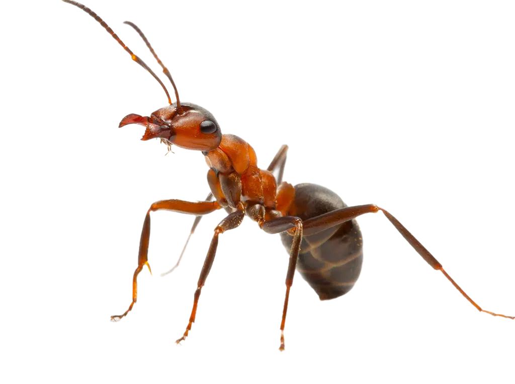 Pest Gallery Ants