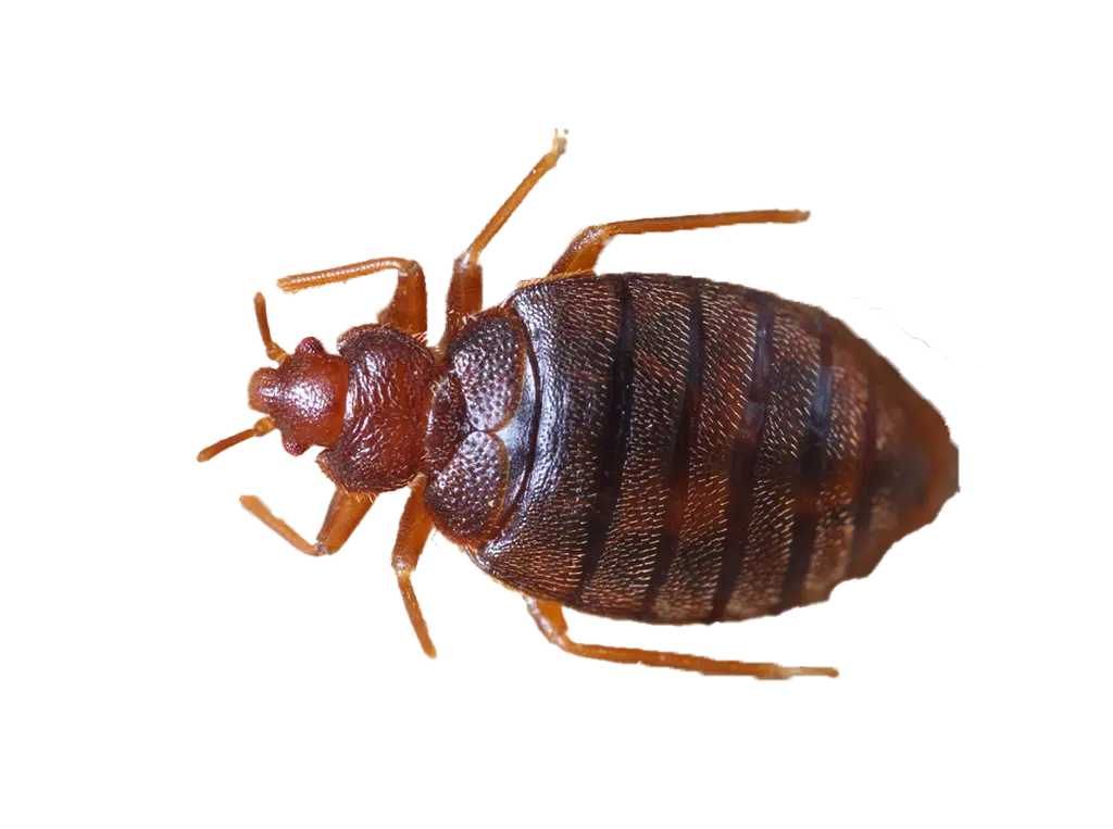 Pest Gallery Bedbugs