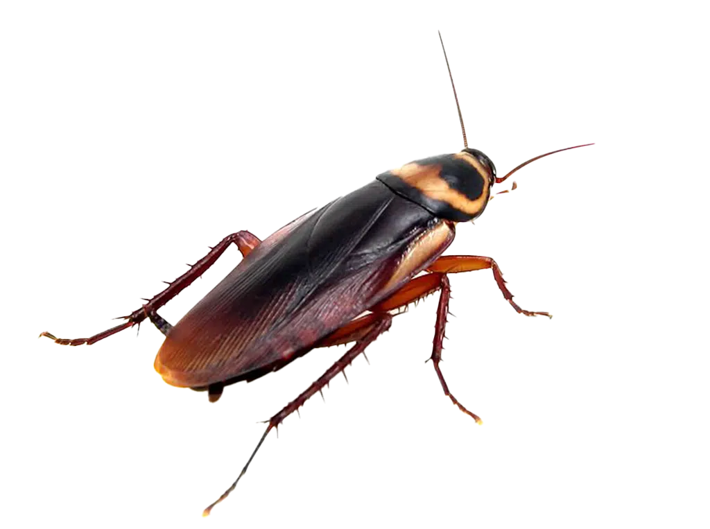 Pest Gallery Cockroaches