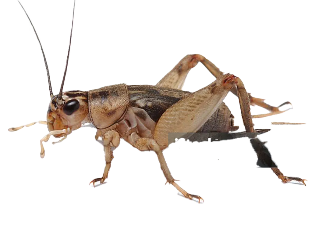 Pest Gallery Crickets
