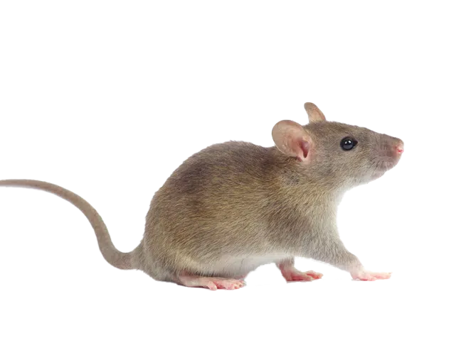 Pest Gallery Mice