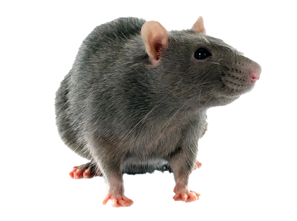 Pest Gallery Rats