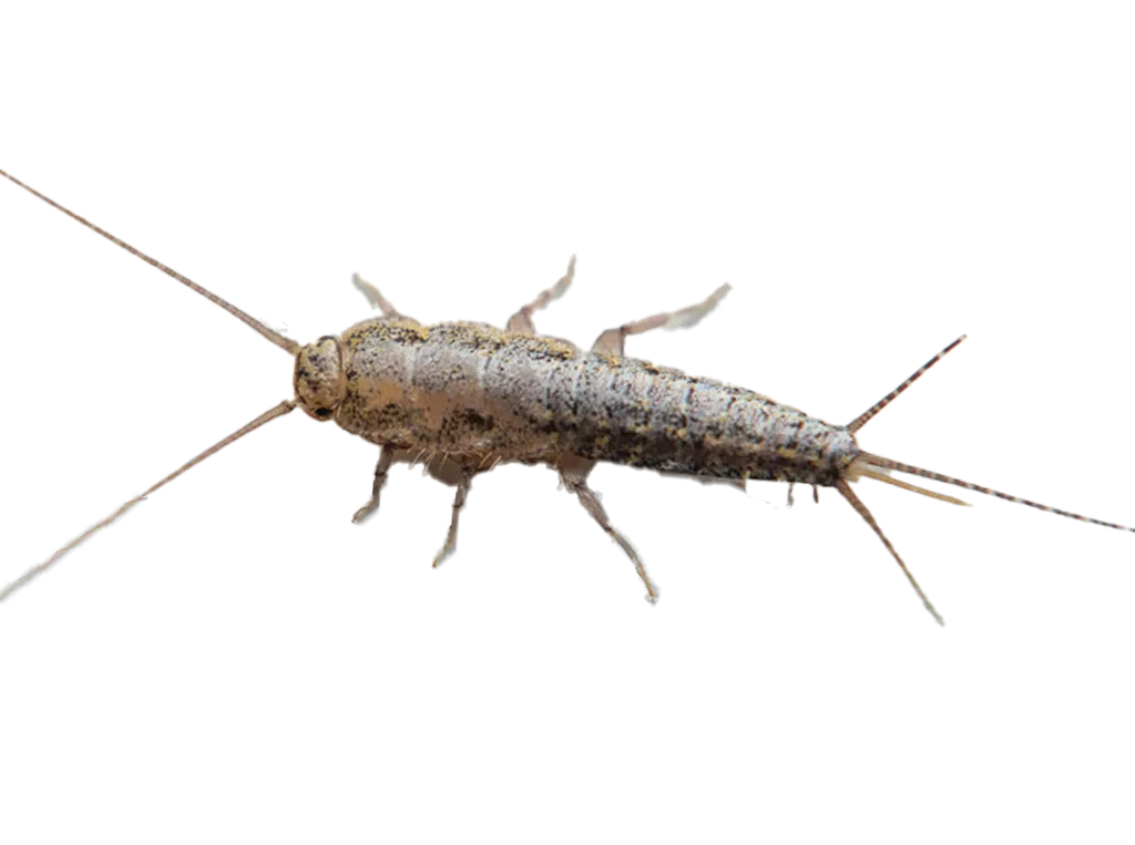 Pest Gallery Silverfish