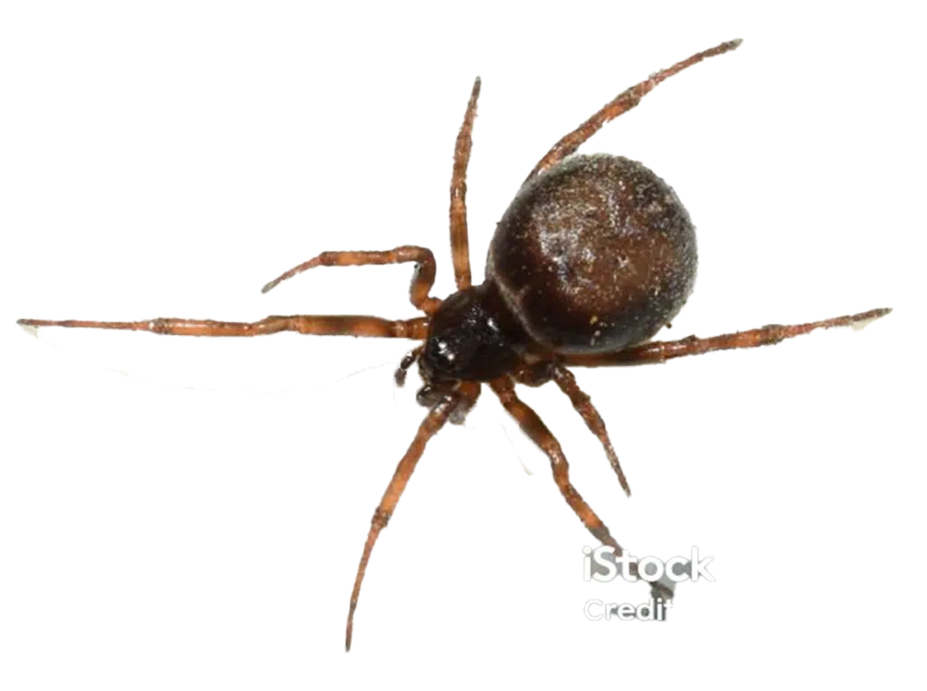 Pest Gallery Spiders