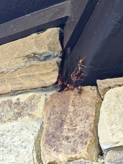 Ardmore Ok Pest Control Service 281