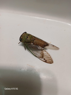Ardmore Ok Pest Control Service 282