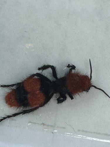 Ardmore-OK-Pest-Control-Service-14