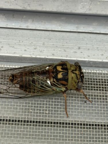 Ardmore-OK-Pest-Control-Service-15