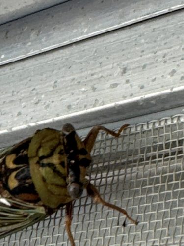 Ardmore-OK-Pest-Control-Service-16