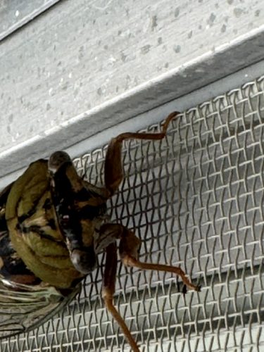 Ardmore-OK-Pest-Control-Service-17