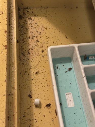 Ardmore-OK-Pest-Control-Service-179