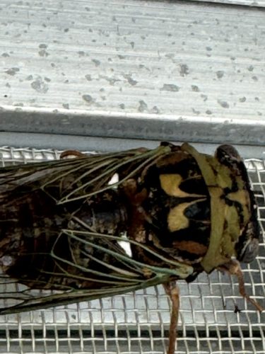 Ardmore-OK-Pest-Control-Service-18