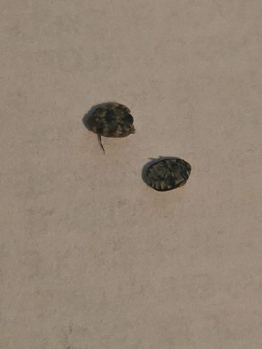 Ardmore-OK-Pest-Control-Service-180