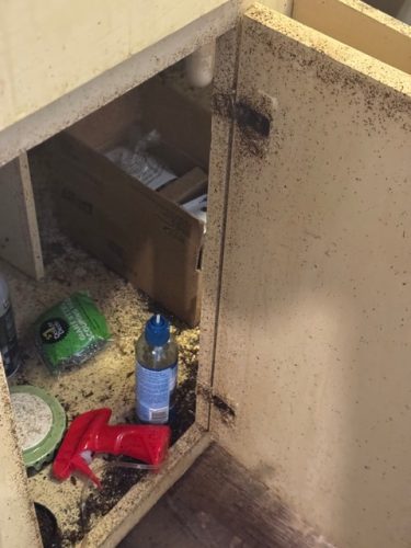 Ardmore-OK-Pest-Control-Service-183