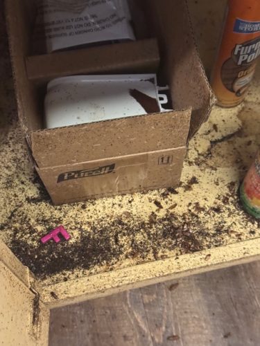 Ardmore-OK-Pest-Control-Service-185