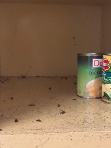 Ardmore-OK-Pest-Control-Service-187