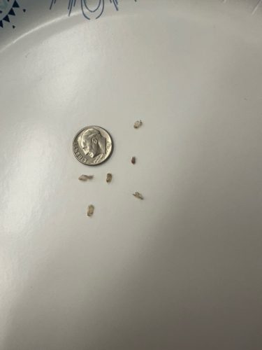 Ardmore-OK-Pest-Control-Service-188