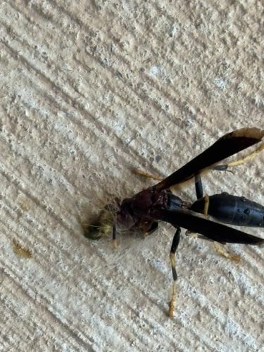 Ardmore-OK-Pest-Control-Service-19