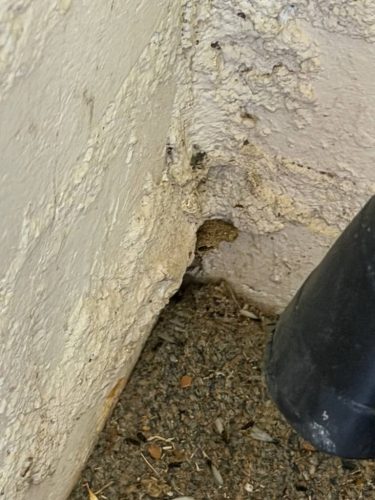 Ardmore-OK-Pest-Control-Service-194