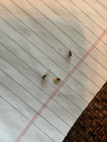 Ardmore-OK-Pest-Control-Service-198