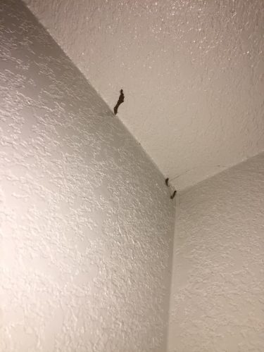 Ardmore-OK-Pest-Control-Service-2-19-26-0010