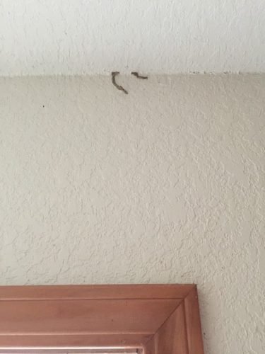 Ardmore-OK-Pest-Control-Service-2-19-26-0011