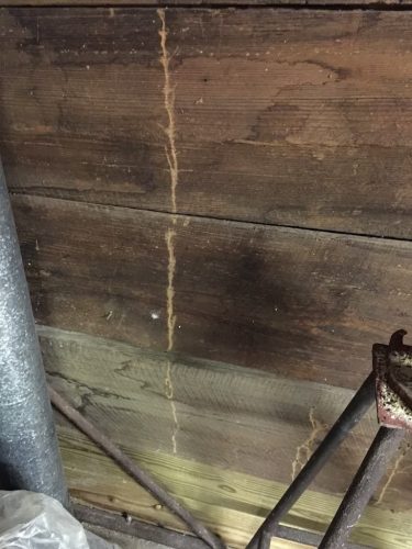 Ardmore-OK-Pest-Control-Service-2-19-26-0012