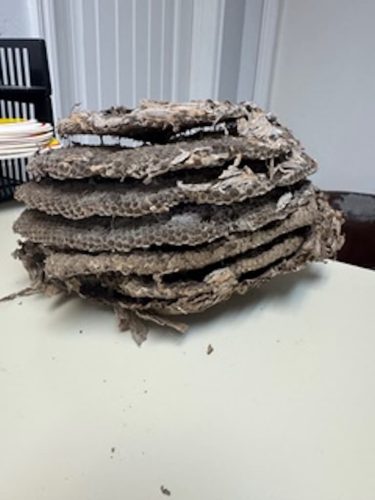 Ardmore-OK-Pest-Control-Service-2-19-26-004