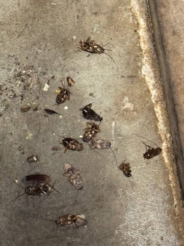 Ardmore-OK-Pest-Control-Service-204