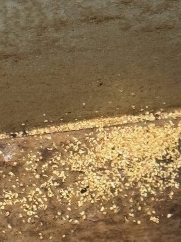 Ardmore-OK-Pest-Control-Service-205