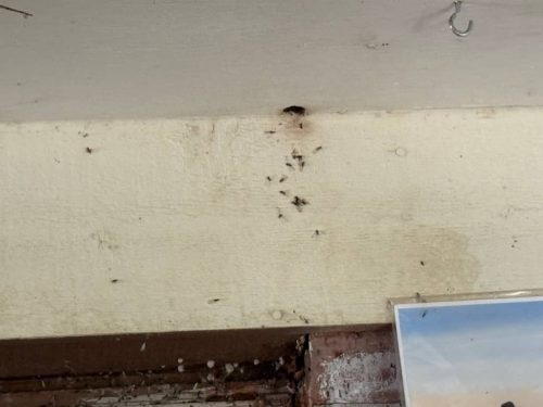 Ardmore-OK-Pest-Control-Service-206