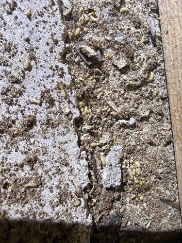 Ardmore-OK-Pest-Control-Service-208