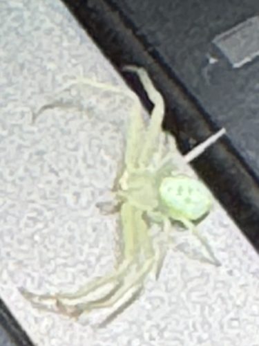 Ardmore-OK-Pest-Control-Service-21
