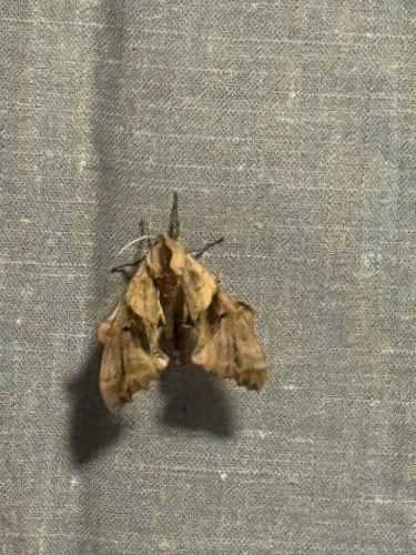 Ardmore-OK-Pest-Control-Service-210