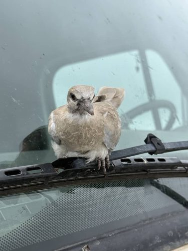 Ardmore-OK-Pest-Control-Service-211