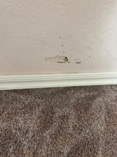 Ardmore-OK-Pest-Control-Service-221