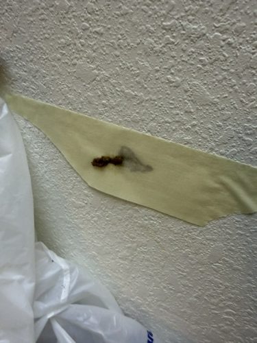 Ardmore-OK-Pest-Control-Service-224
