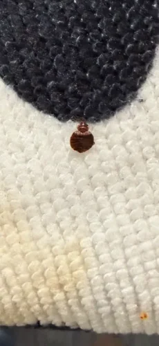 Ardmore-OK-Pest-Control-Service-3-17-26-008