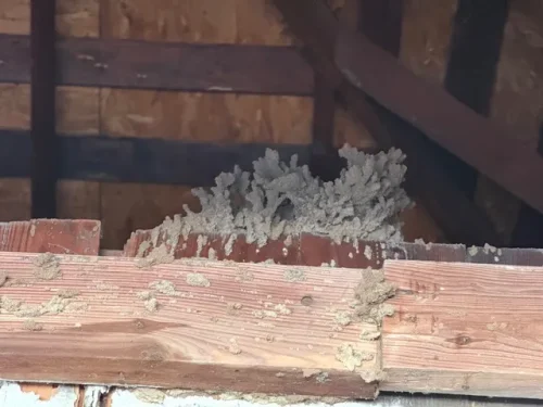 Ardmore-OK-Pest-Control-Service-3-24-26-0011