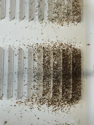 Ardmore-OK-Pest-Control-Service-3-24-26-0014