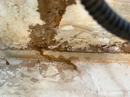 Ardmore-OK-Pest-Control-Service-3-24-26-002