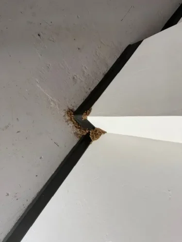 Ardmore-OK-Pest-Control-Service-3-24-26-0021