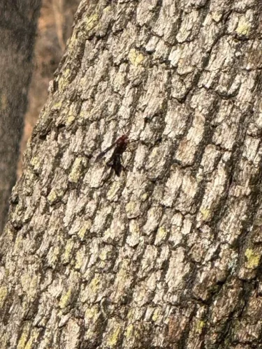 Ardmore-OK-Pest-Control-Service-3-24-26-004