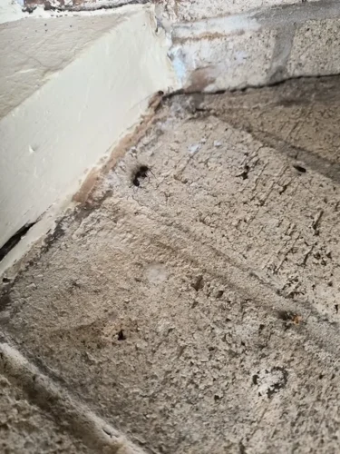 Ardmore-OK-Pest-Control-Service-4.21.26-1