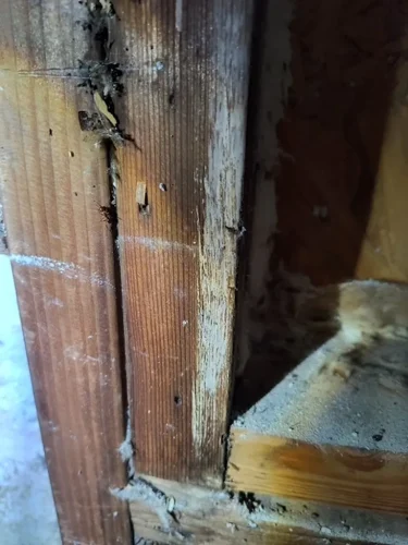 Ardmore-OK-Pest-Control-Service-4.21.26-5